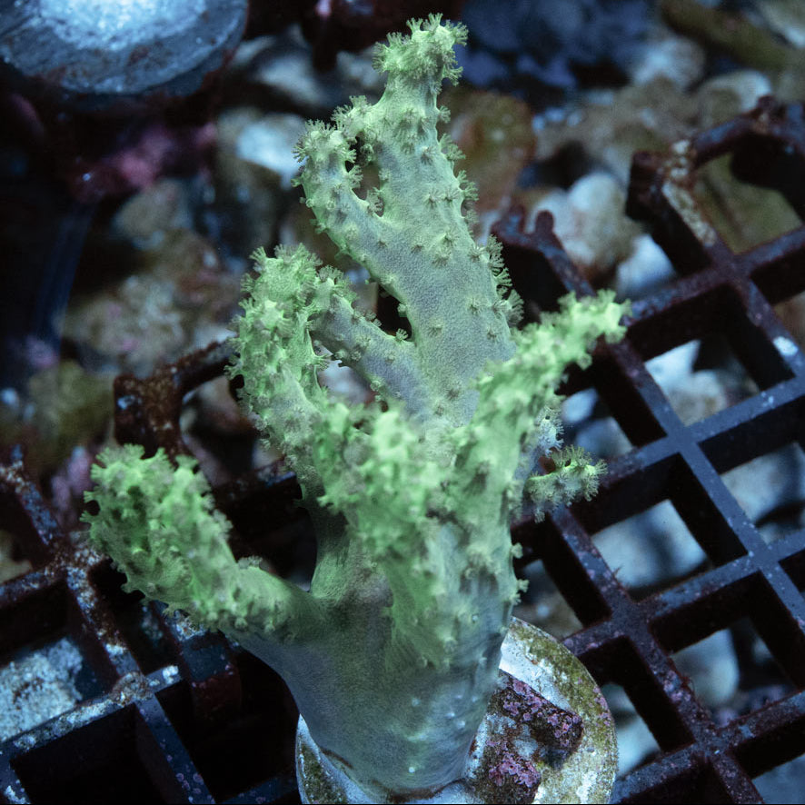 SBM Sinularia Flexibilis Yellow