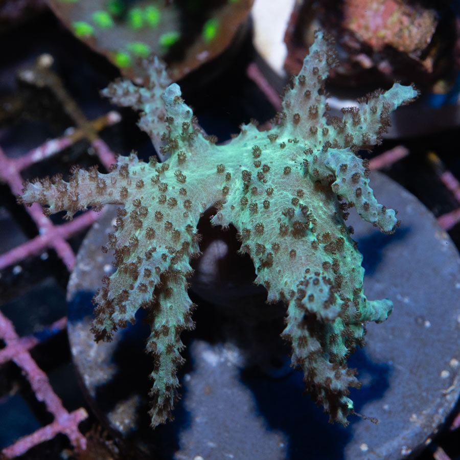 SBM Sinularia Flexibilis Menta 5 cm