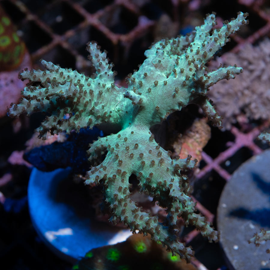 SBM Sinularia Flexibilis Menta MD 6 cm