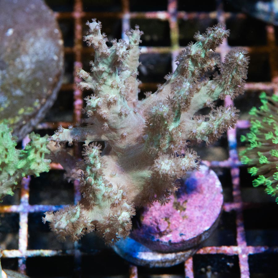 SBM Sinularia Flexibilis Pink