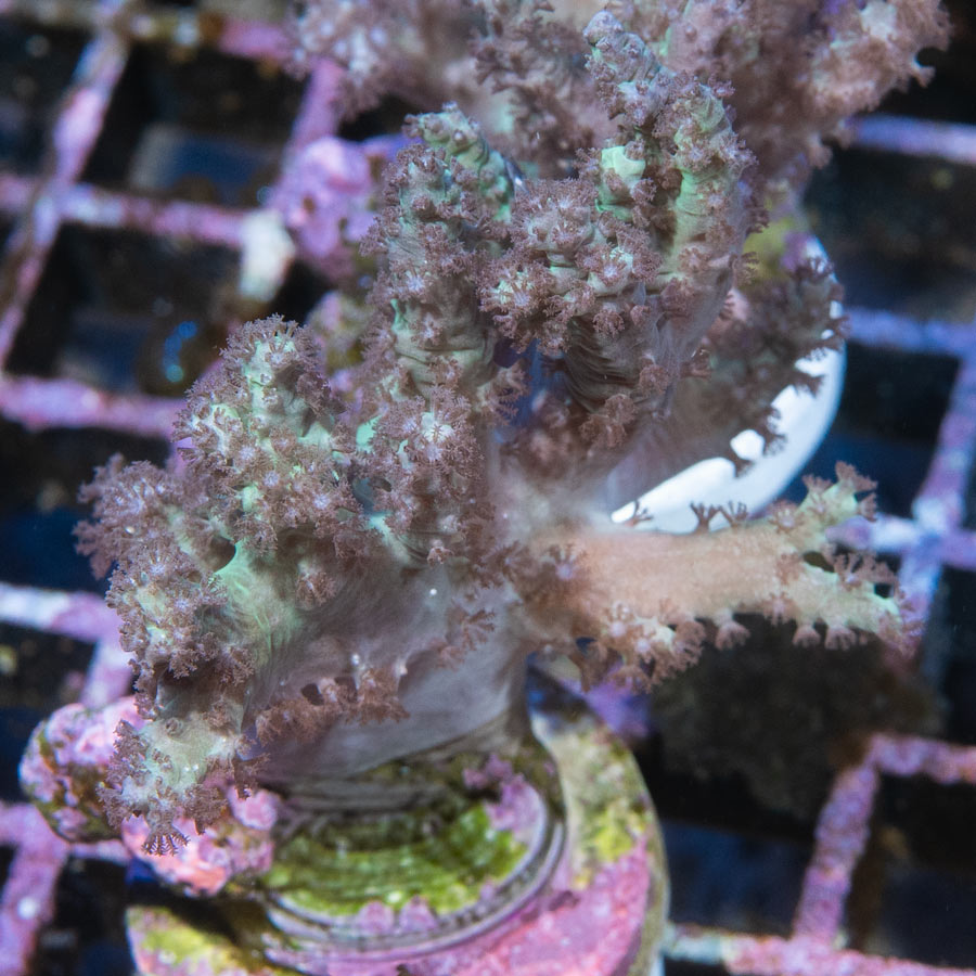 SBM Sinularia Flexibilis Pink