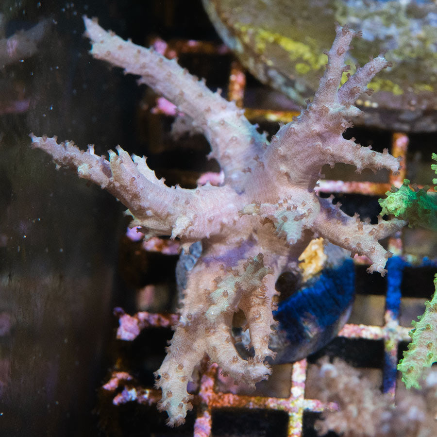 SBM Sinularia Flexibilis Pink