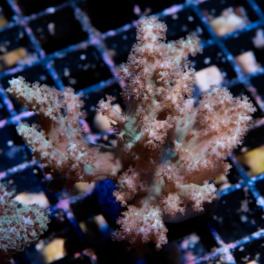 SBM Sinularia Flexibilis Pink 6 cm