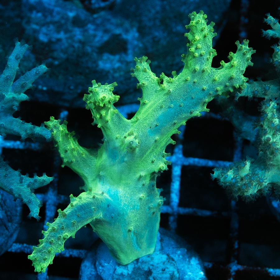 SBM Sinularia Flexibilis Hariboo