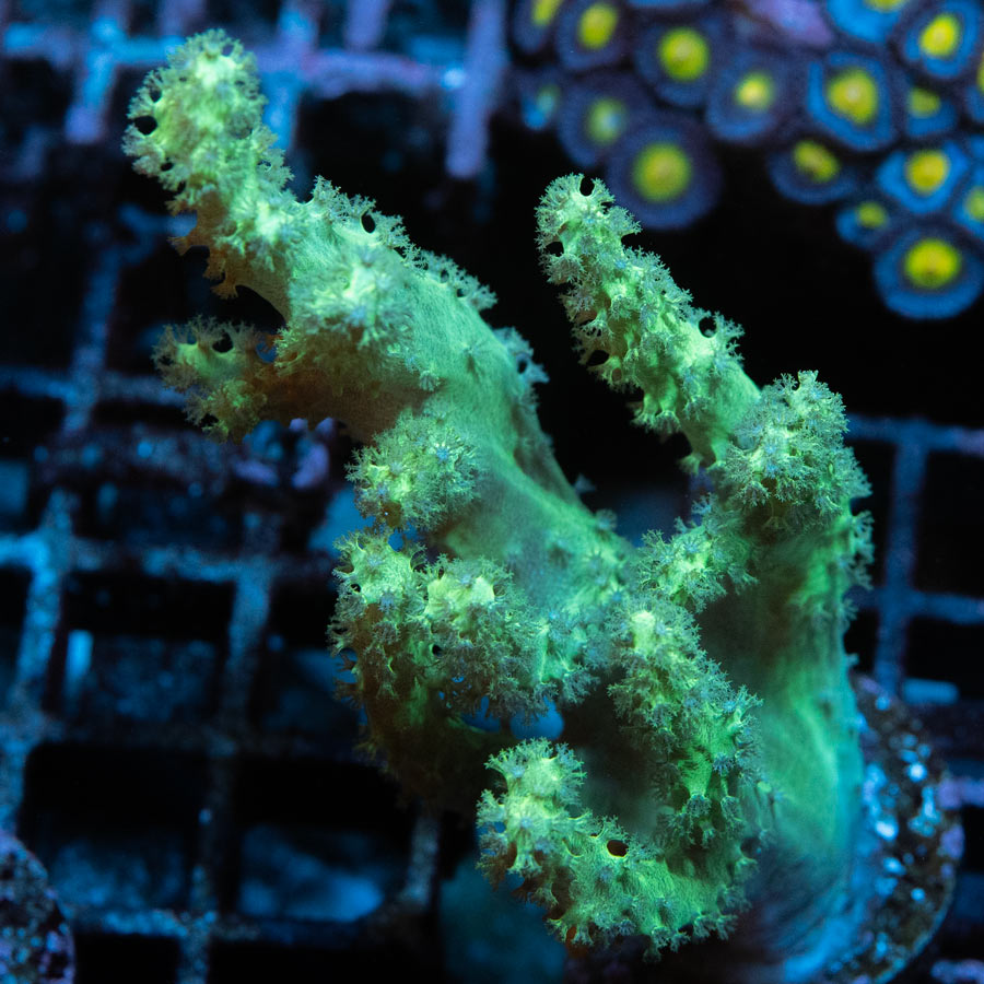 SBM Sinularia Flexibilis Yellow