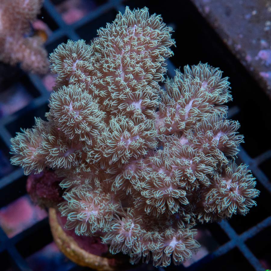 SBM Sinularia Pink Hairy