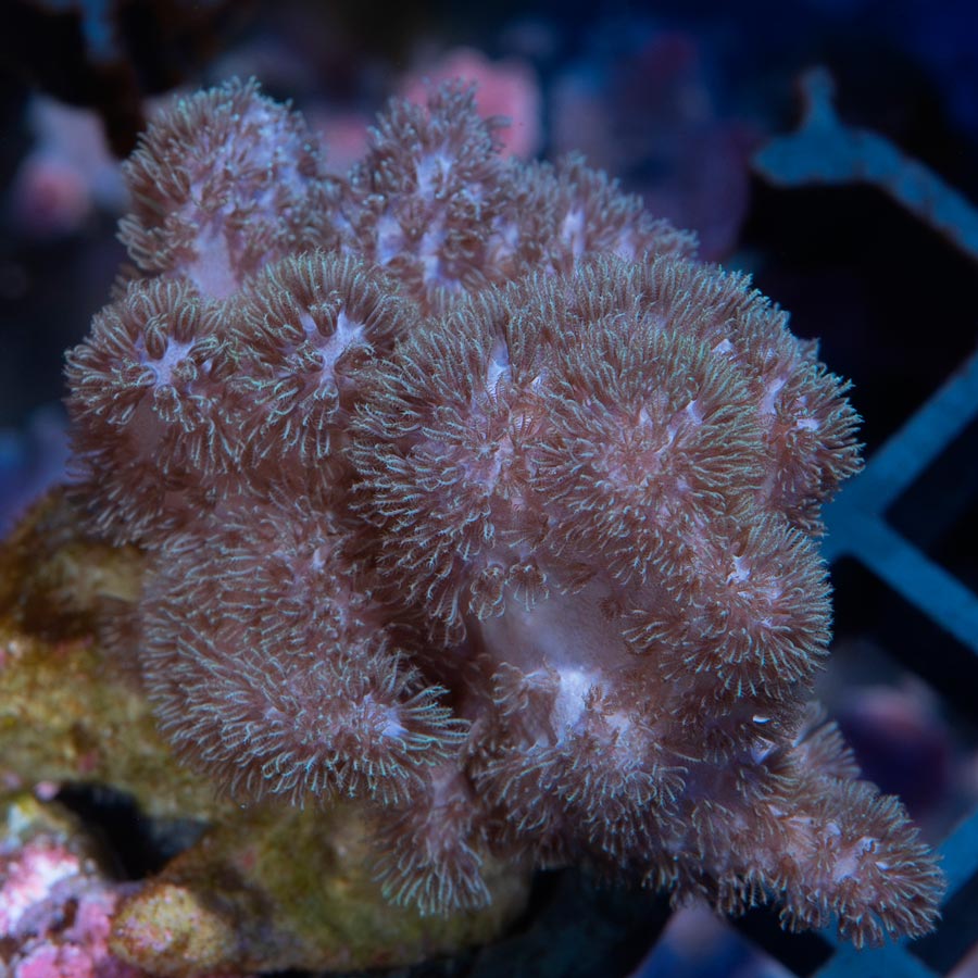 SBM Sinularia Pink Hairy