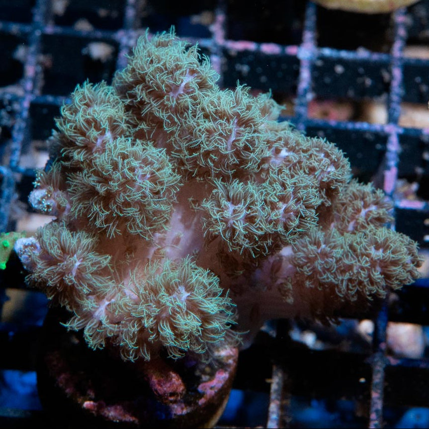 SBM Sinularia Pink Hairy