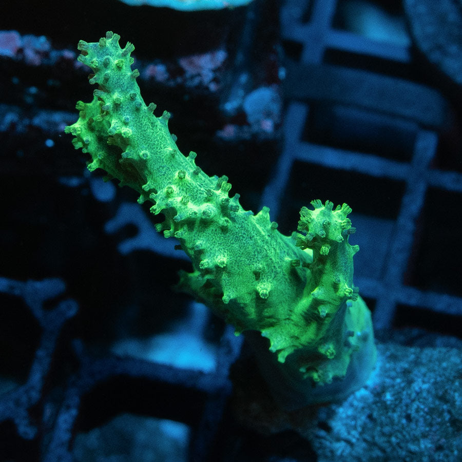 SBM Sinularia "Haribo" Superfluor