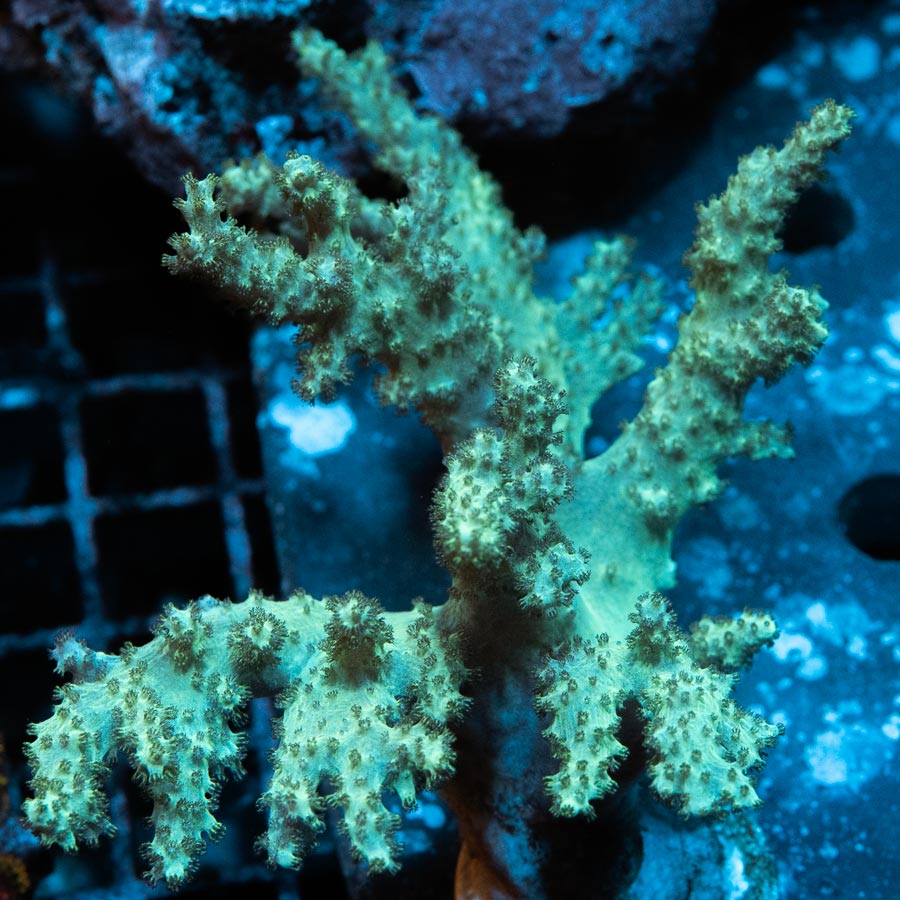 SBM Sinularia Menta 9 cm