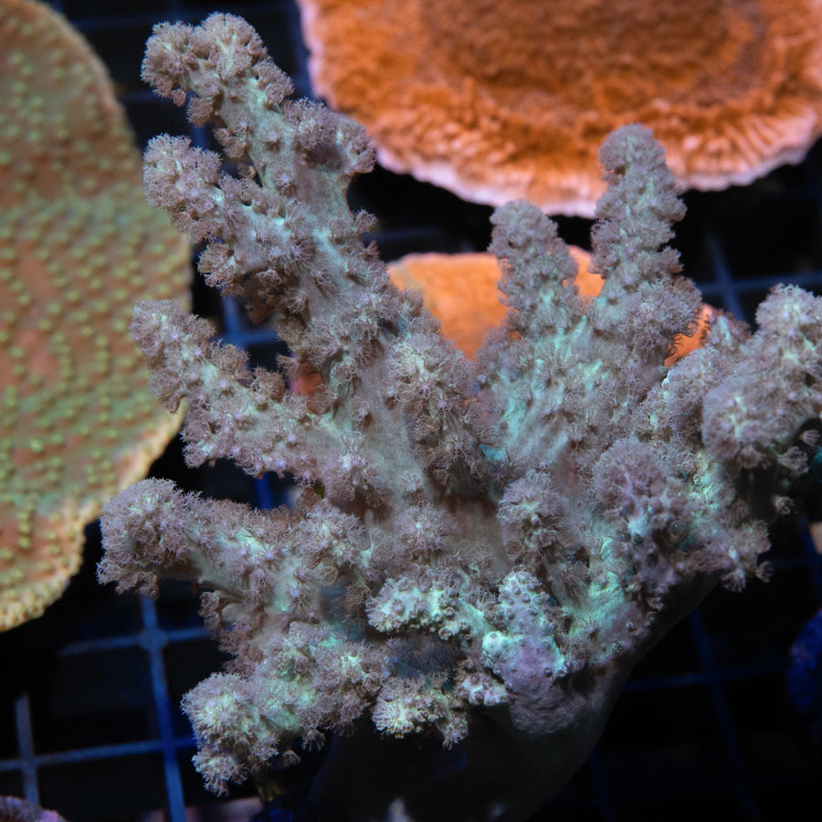 SBM Sinularia Flexibilis Pink