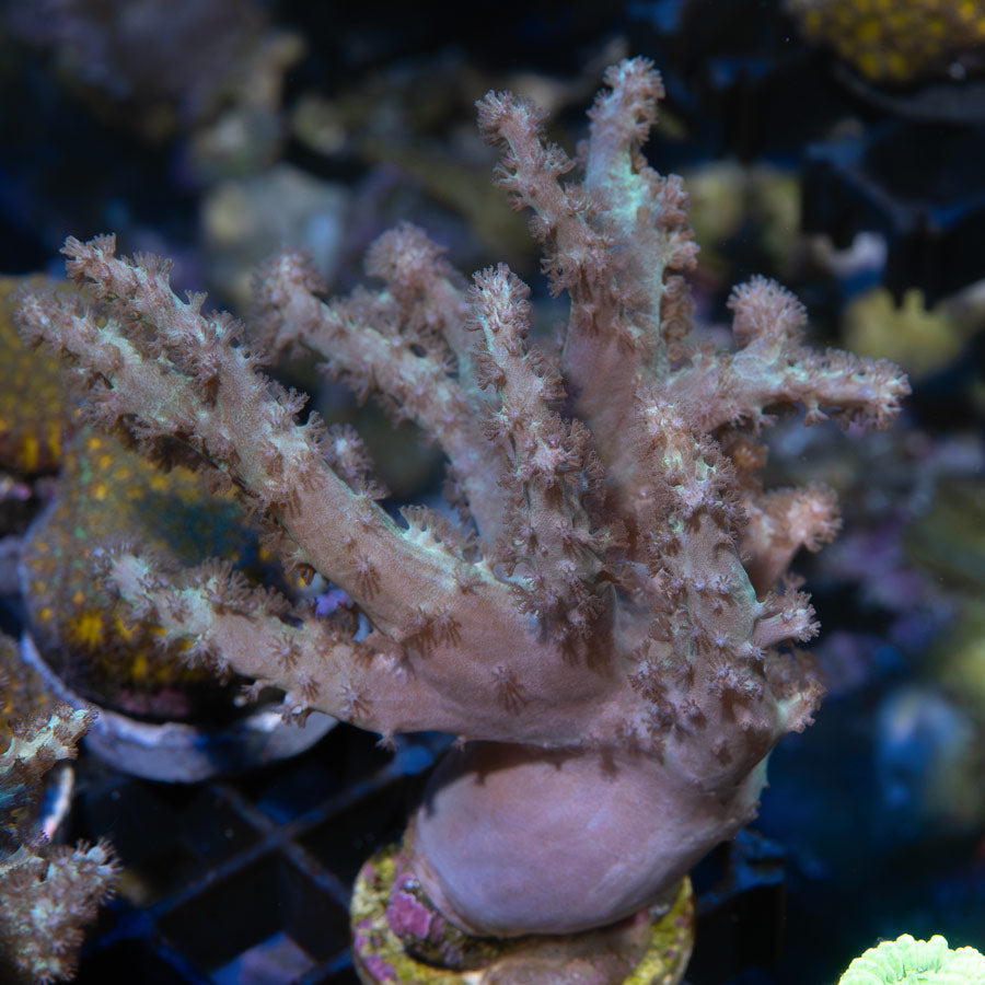 SBM Sinularia Flexibilis Pink