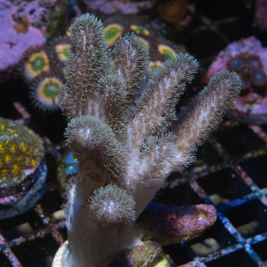 SBM Sinularia Pink Hairy