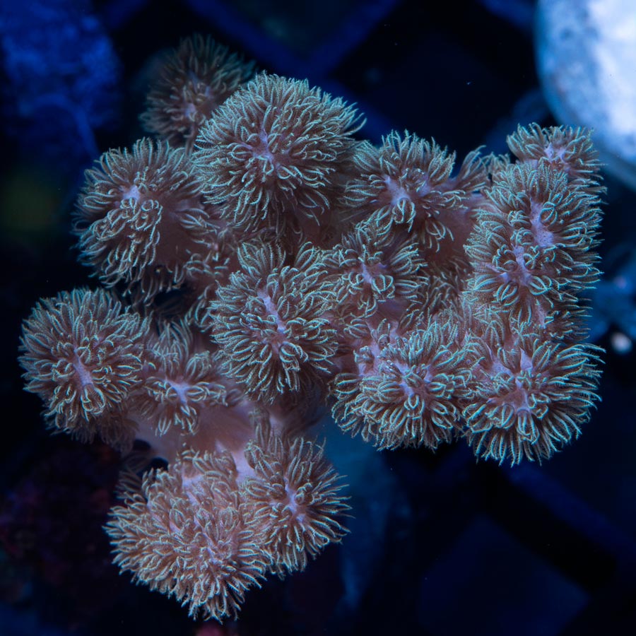 SBM Sinularia Pink Hairy