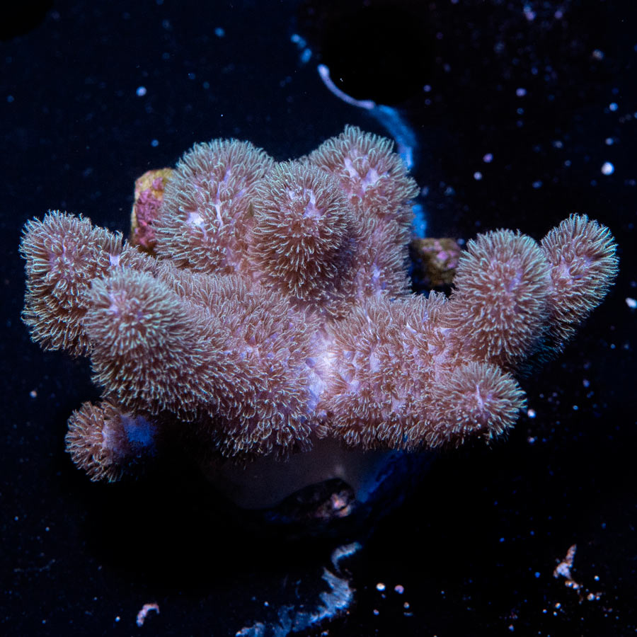 SBM Sinularia Pink Hairy