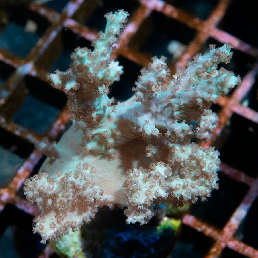 SBM Sinularia Flexibilis Menta