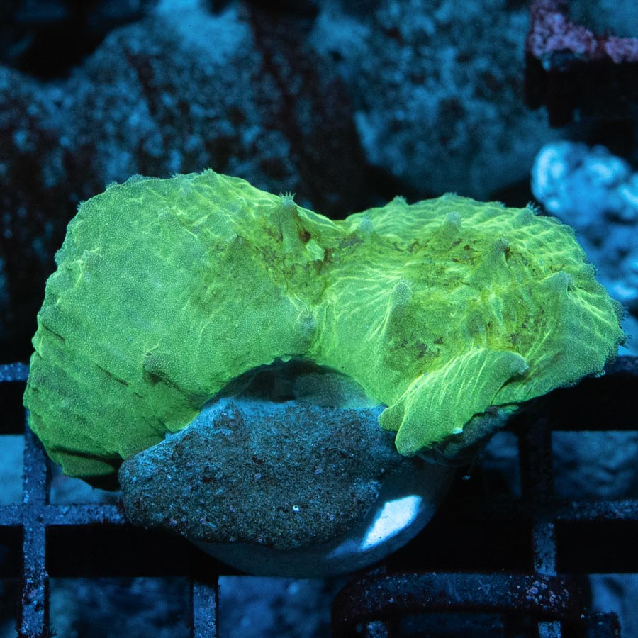 SBM Sinularia Plato Fluor