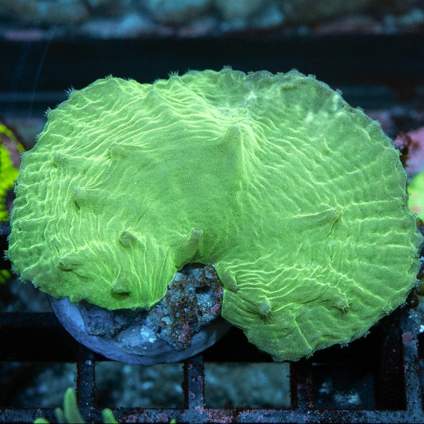 SBM Sinularia Plato Fluor