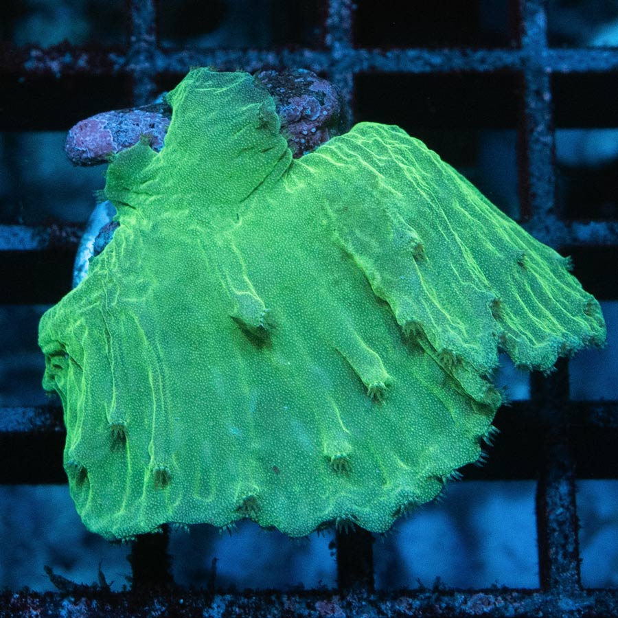 SBM Sinularia Plato Fluor