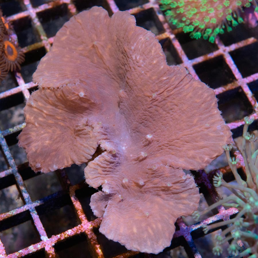 SBM Sinularia Plato Pink