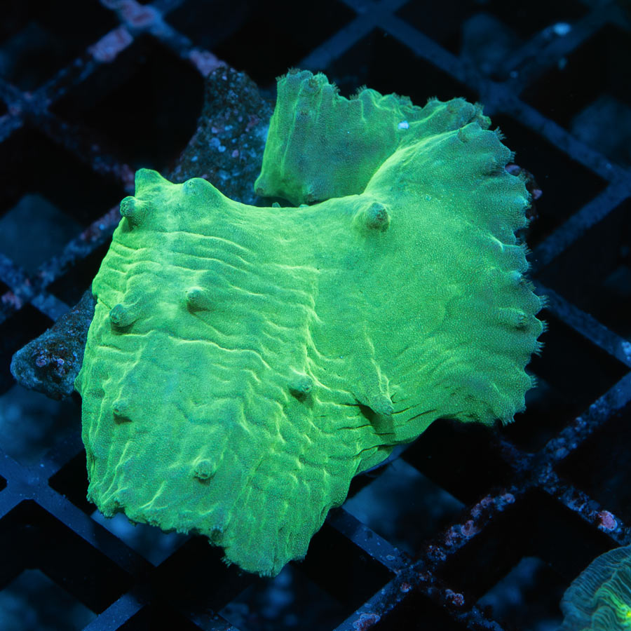 SBM Sinularia Plato Verde Fluor