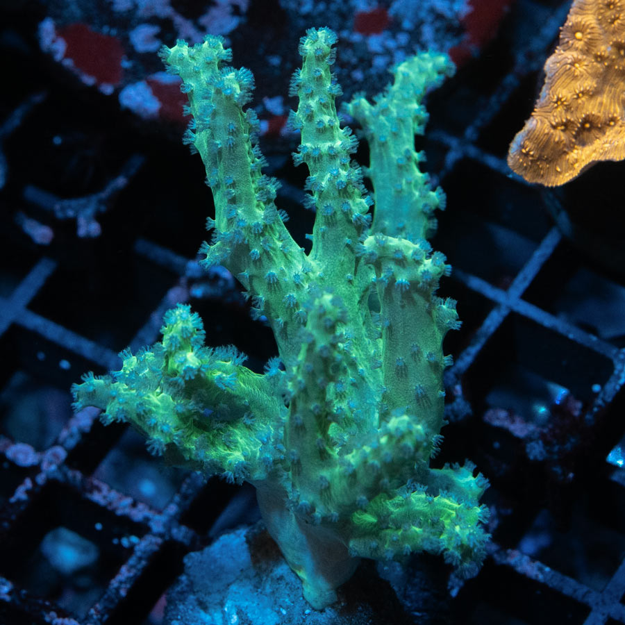 SBM Sinularia Flexibilis Yellow