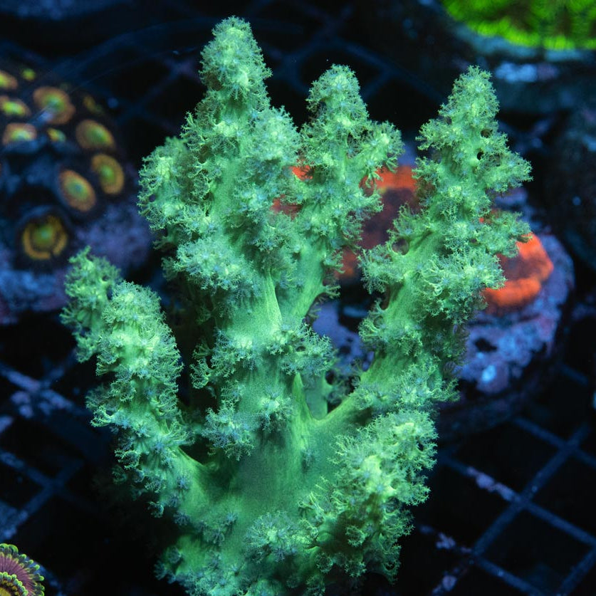 SBM Sinularia Flexibilis Yellow MD