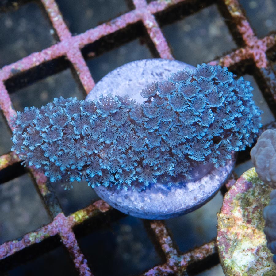 SBM Sympodium Electric Blue