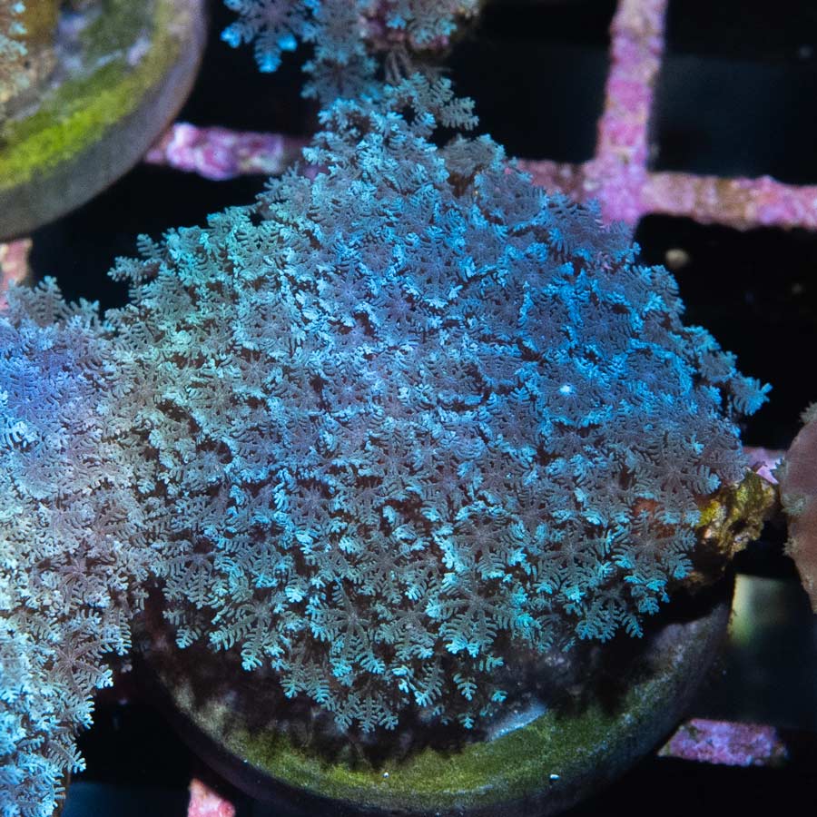 SBM Sympodium Electric Blue