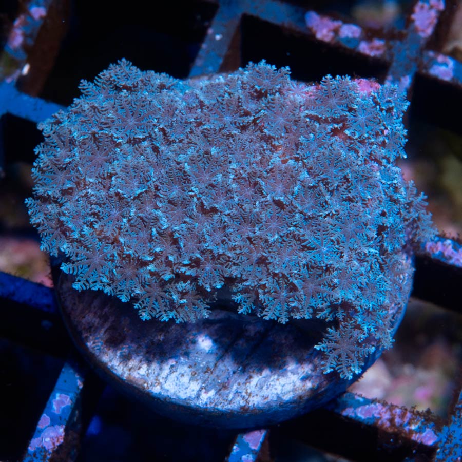 SBM Sympodium Electric Blue
