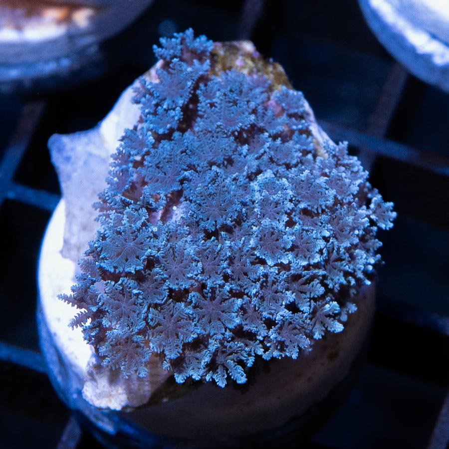 SBM Sympodium Electric Blue