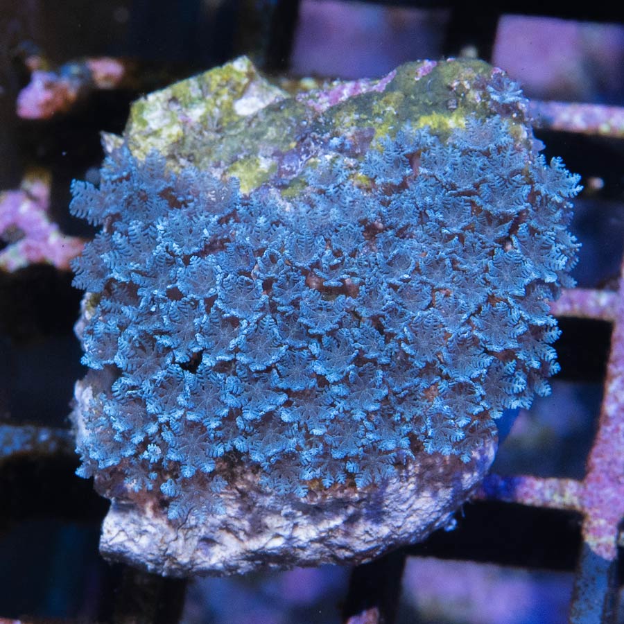 SBM Sympodium Electric Blue