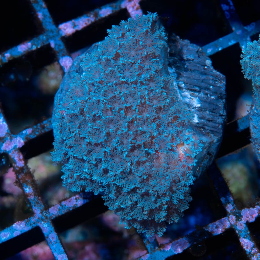 SBM Sympodium Electric Blue