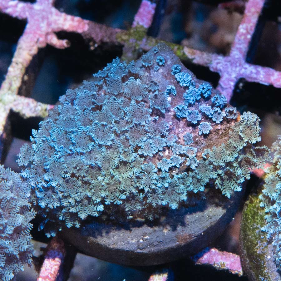 SBM Sympodium Electric Blue