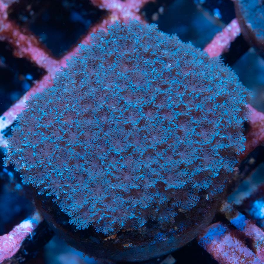 SBM Sympodium Electric Blue