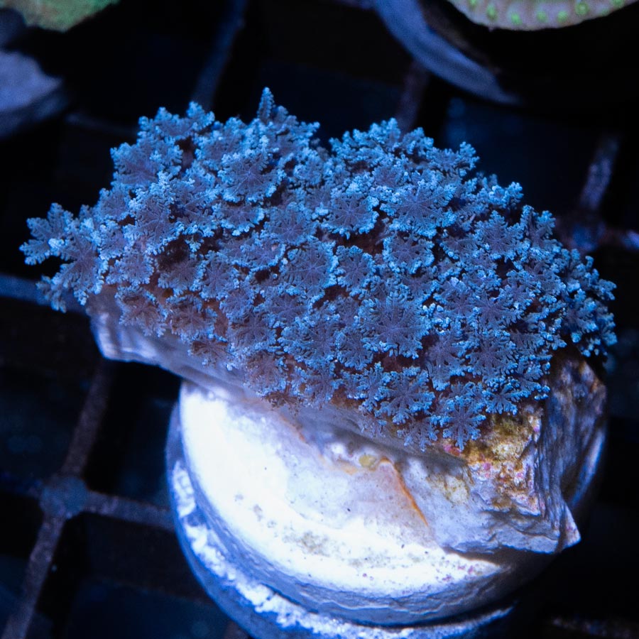 SBM Sympodium Electric Blue