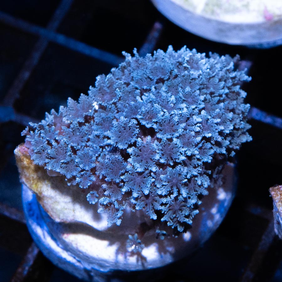 SBM Sympodium Electric Blue