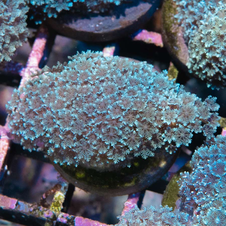 SBM Sympodium Electric Blue