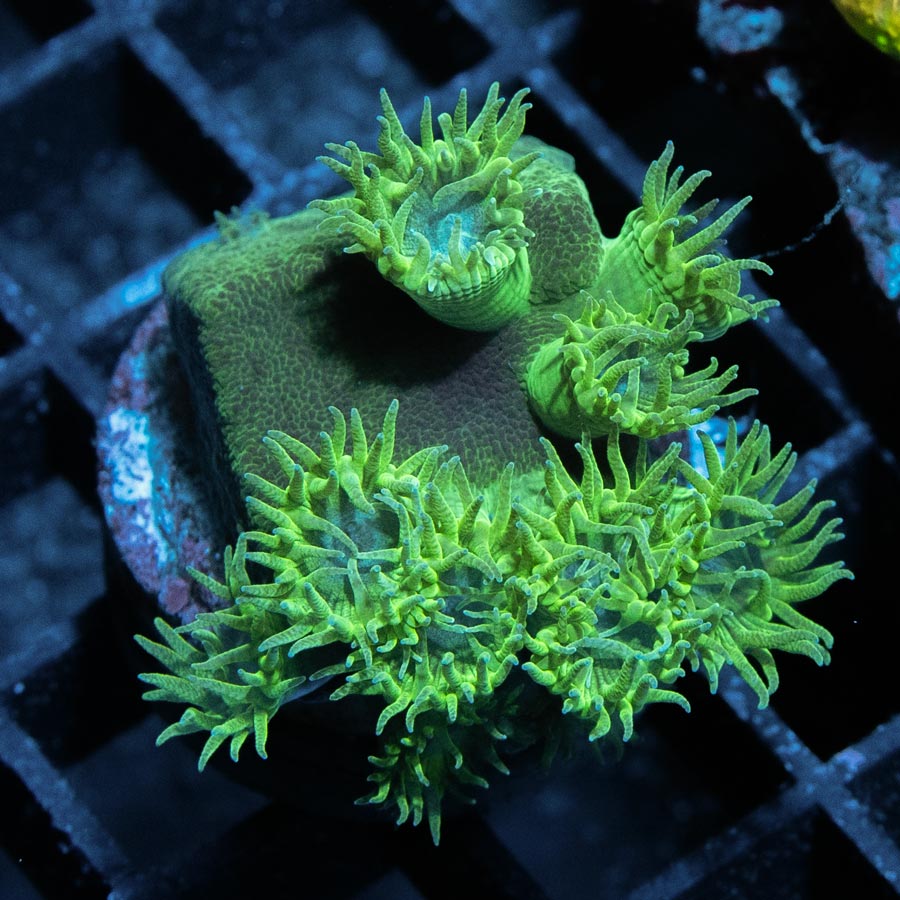 SBM Turbinaria Peltata Fluor