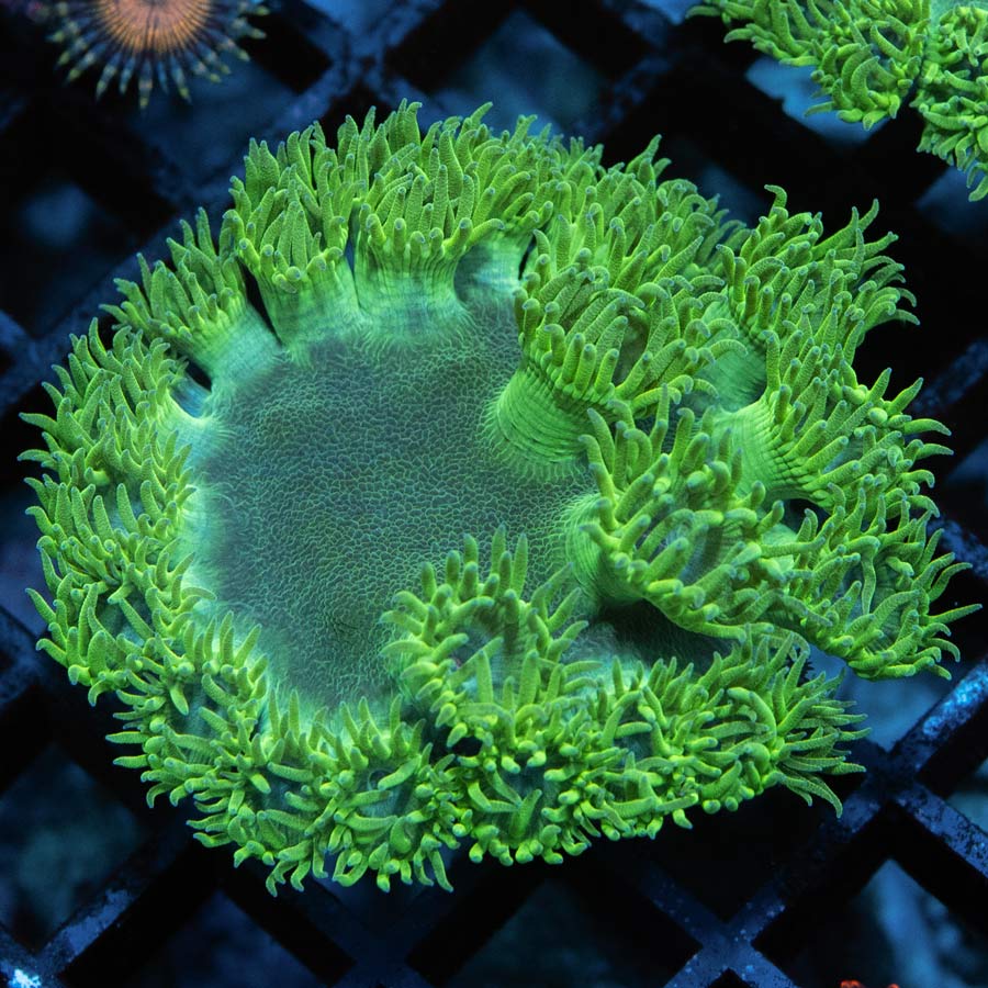 SBM Turbinaria Peltata Md