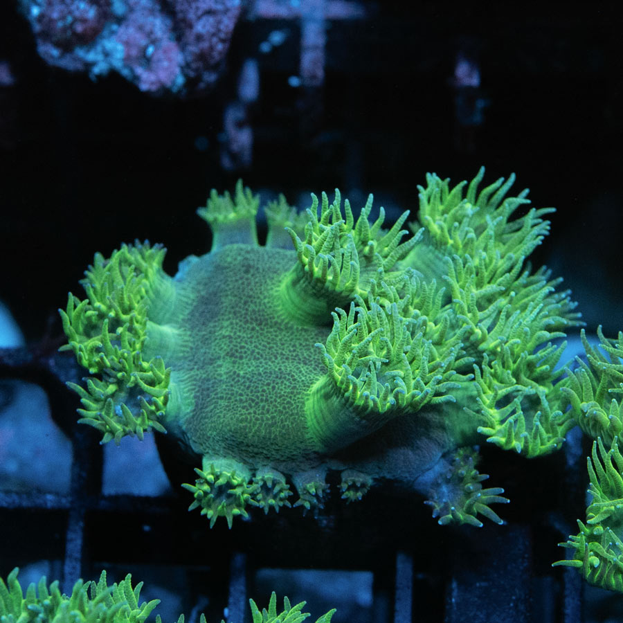 SBM Turbinaria Peltata Md