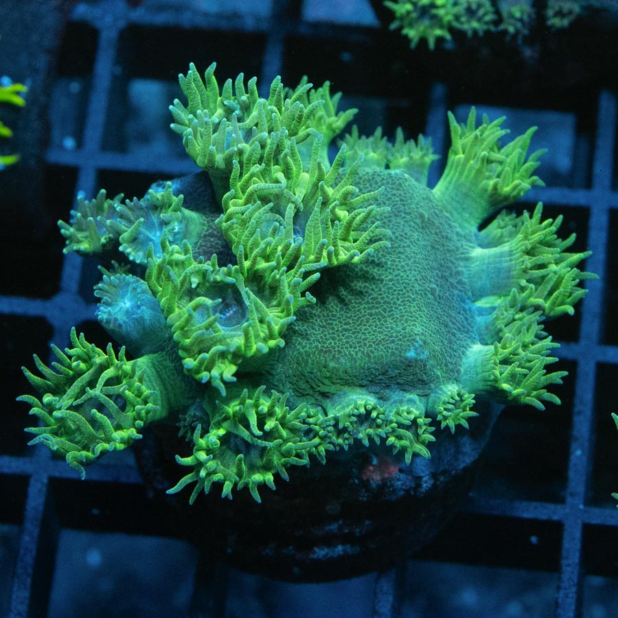 SBM Turbinaria Peltata md