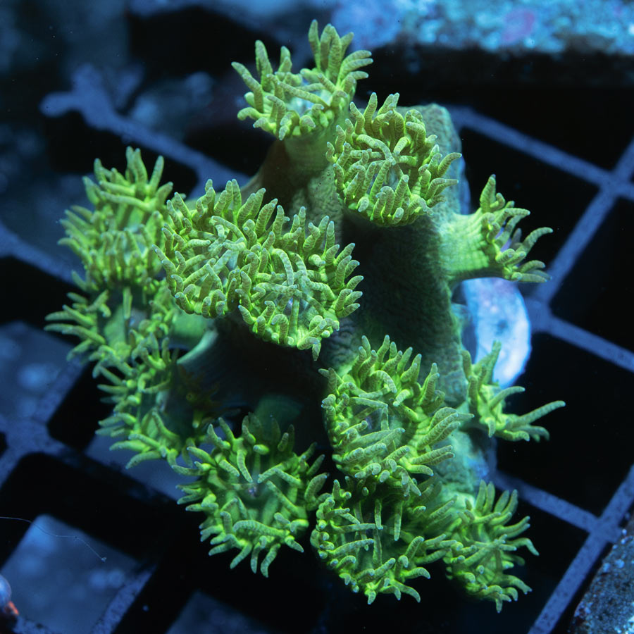 SBM Turbinaria Peltata