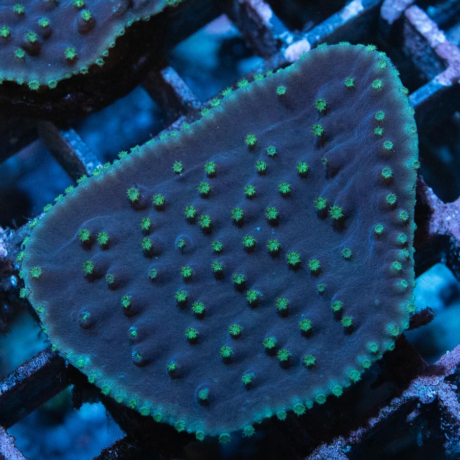 SBM Turbinaria Reniformis Yellow
