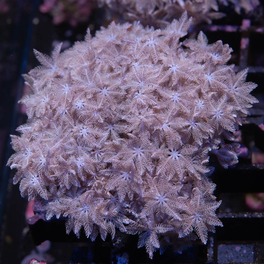 SBM Xenia Pulsante