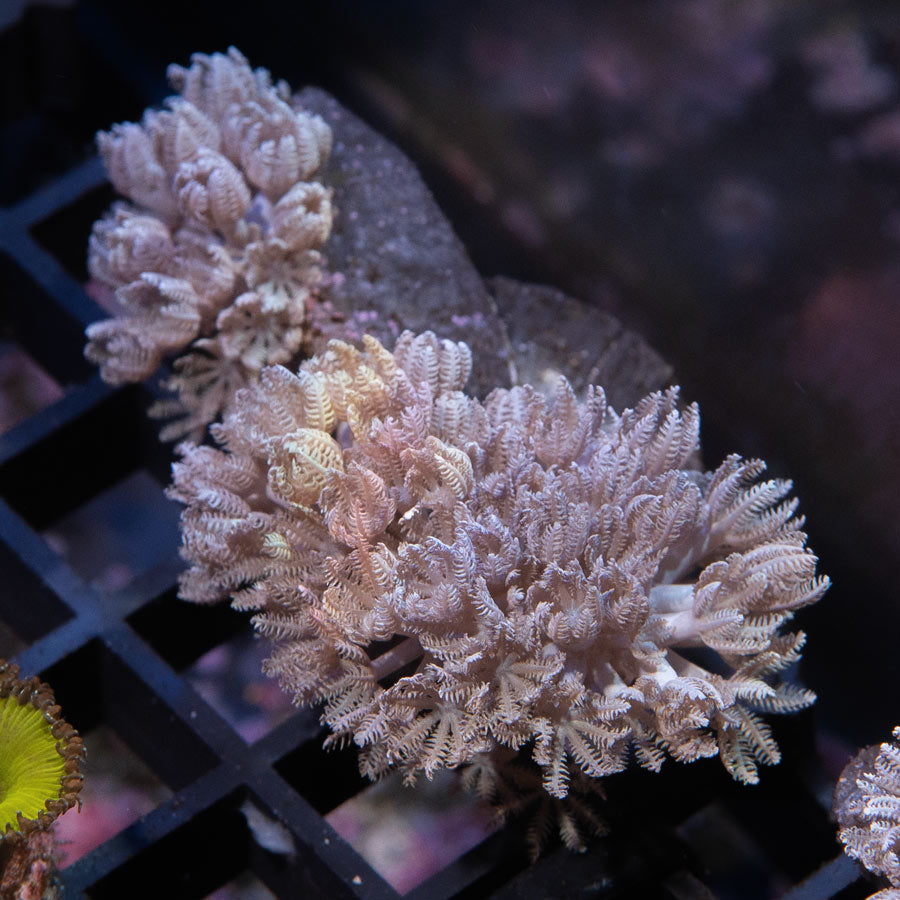 SBM Xenia Pulsante