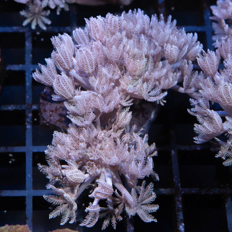 SBM Xenia Pulsante