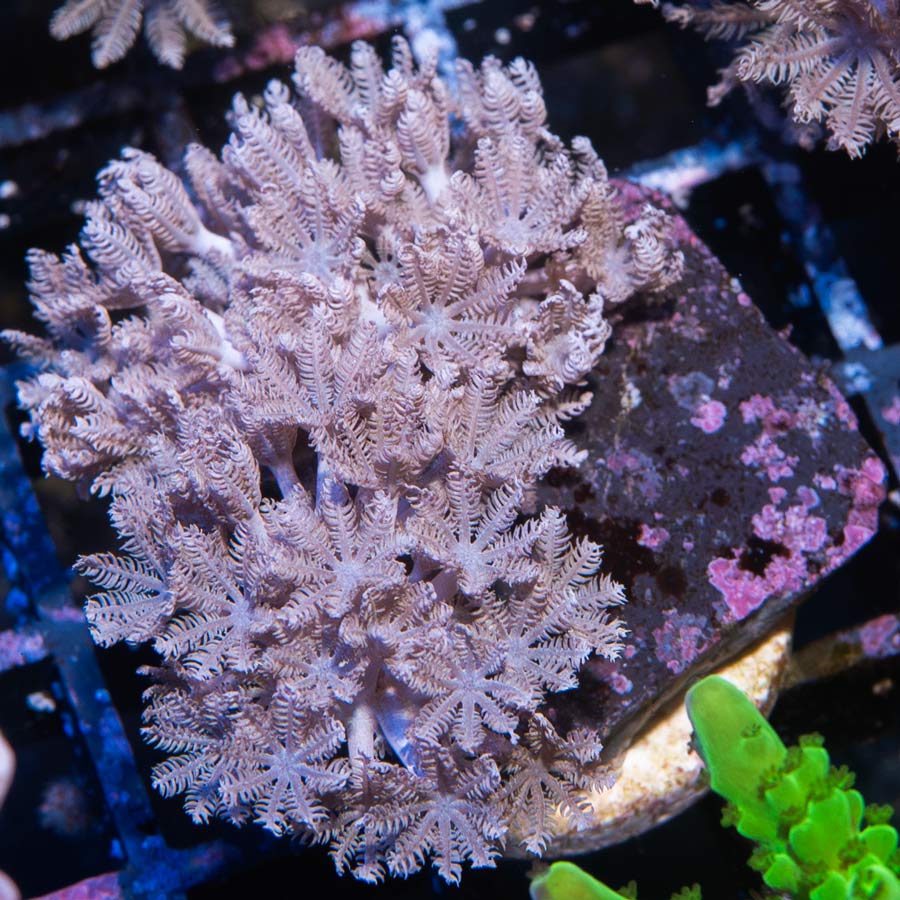 SBM Xenia Pulsante