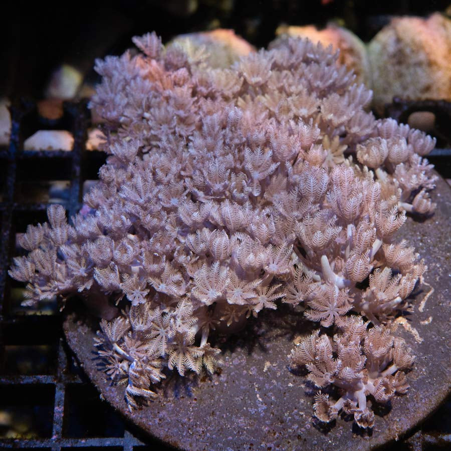 SBM Xenia Pulsante XL pieza de 7 cm