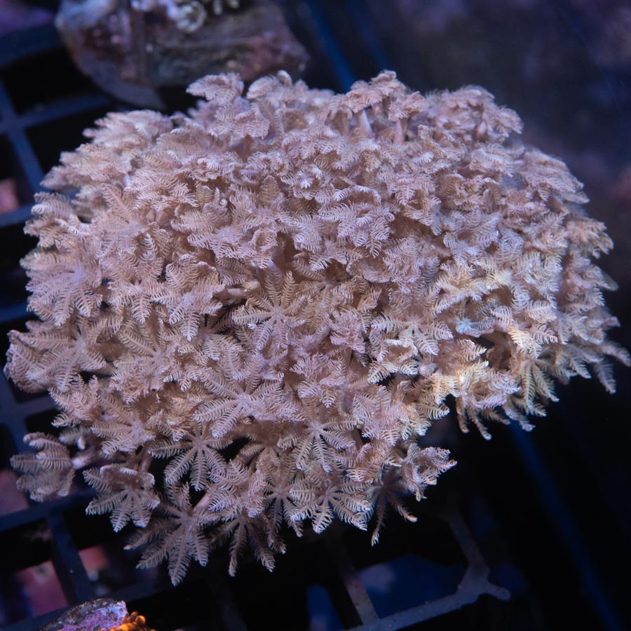 SBM Xenia Pulsante MD